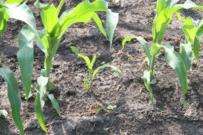 STAND EVALUATION AND REPLANT GUIDELINES FOR CORN